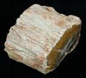 Petrified Wood Limb Slice - Madagascar #4353-1